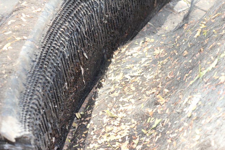 We had never seen whale gills before